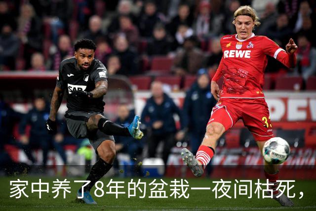 家中养了8年的盆栽一夜间枯死，询问道长才知道，这是为我挡了灾